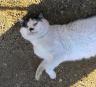 Kitler