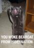 Bearcat